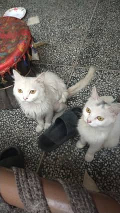 persian cat's pair