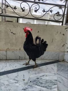 Australorp A Grade Large Size Breeder 1 Male Golden Mesri A Grade Male