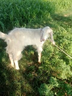 female goat for sale 11 months age ha