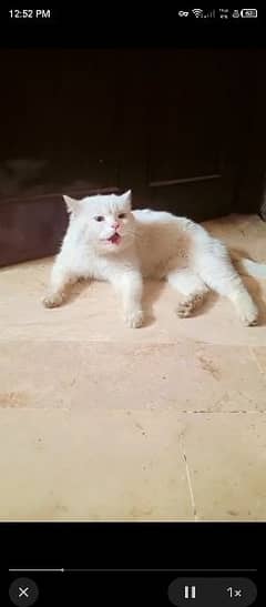 Persian cat full trained