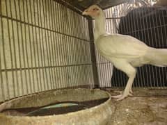 aseel heera chicks good and healthy 03009276333 call only