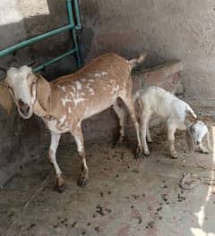 one goat with baby goat