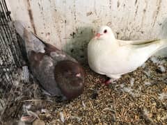 Fancy pigeons