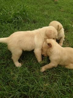 Labrador puppies