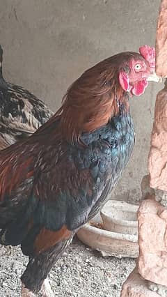 aseeln 2 hens and one male 3 ka set for sale