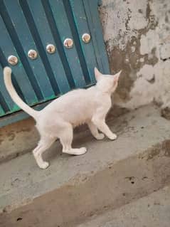 Turkish cat golden eye white colour fancy cat