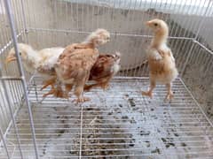 golden buff chicks for sale