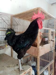 Australorp Murgha for sale