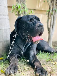 cane Corso 03234696626