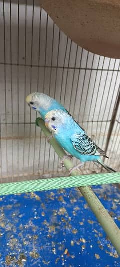 home bred budgies chick's