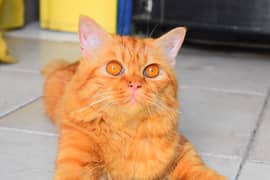 pure Persian triple coat in ginger color