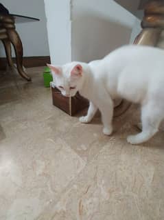 parsian  adult, pure milky white male cat for urgent sale