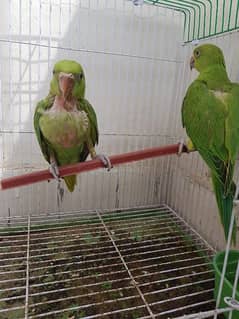 Ringneck pair chicks