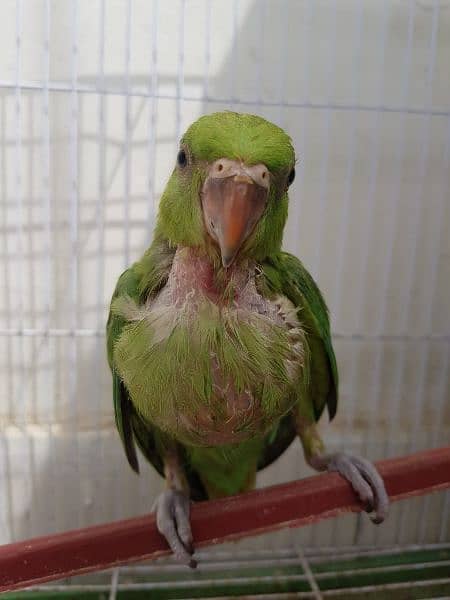 Ringneck pair chicks 1