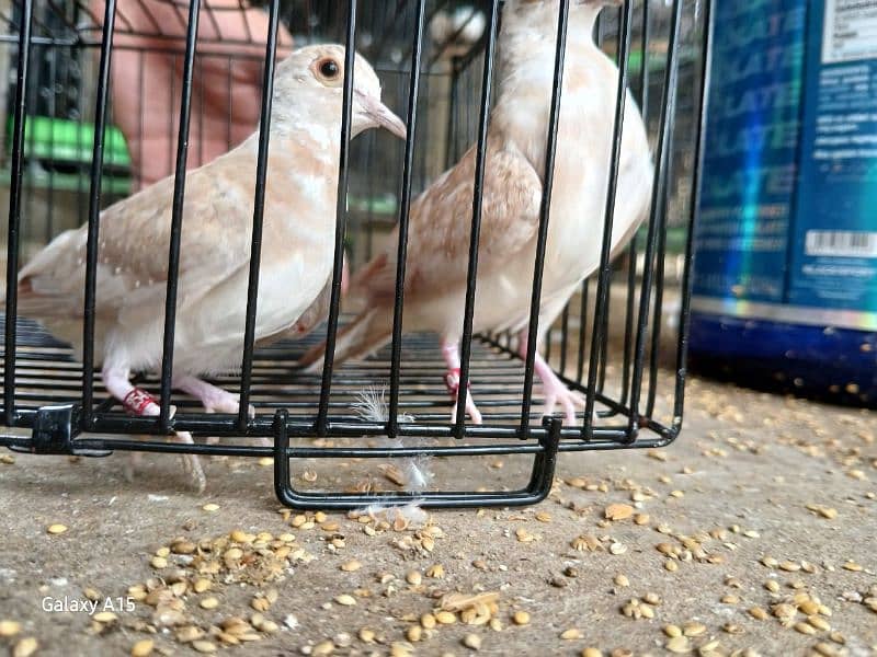 Red Pied dove and blue pied  full wash quality 1