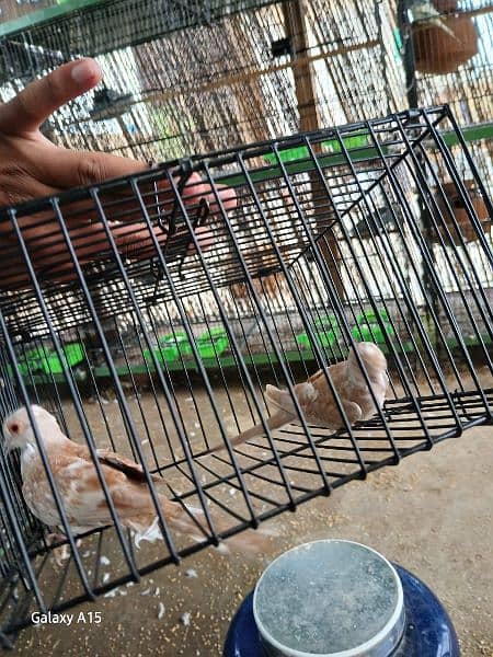 Red Pied dove and blue pied  full wash quality 3