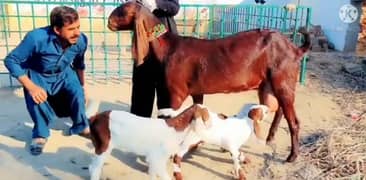 desi Bakri 3 bacchon ke sath for sale call on 0313,4935,016