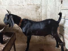 2 male goats for sale 11 months age