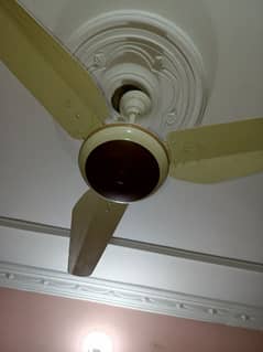 pak fan 56 inch AC DC fan