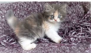 Persian Calico Kitten