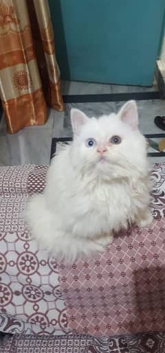 Persian cat for sale