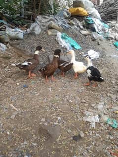 5 Ducks