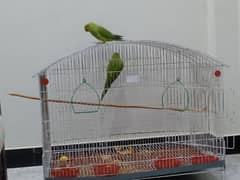 Pair of Ringneck and Cage