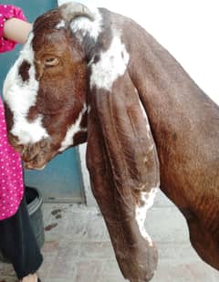 Nagri bakri 03364500984