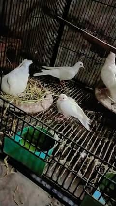 khumra 2 breeder pair far sale red eye 1 chik  1 pair price 1200