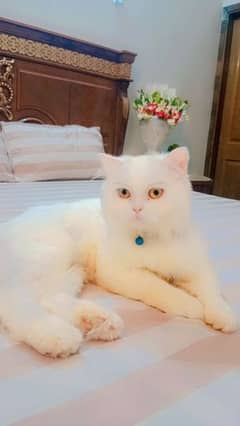 persian cat male