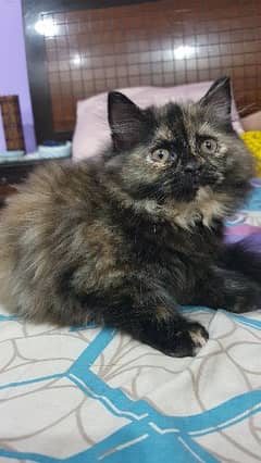 female kitten