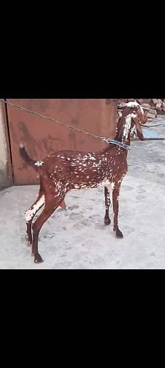 Makhi Cheeni Bakri For Sale