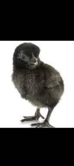 Ayam cemani choza