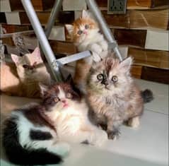 high quality triple coated kittens for sale, adult cats on paid adopt