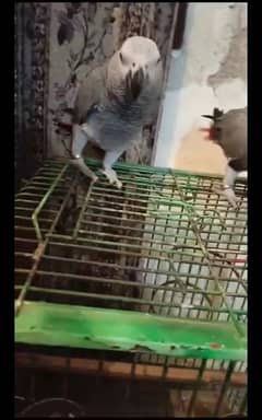 blue gold macaw pair han 5 month sa uper ka he han self feed han. . . . .