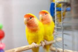 love birds breeder pair