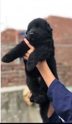 for sale German Shepherd long coat puppy