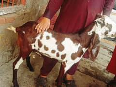 desi bakra