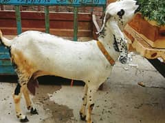 desi bakri