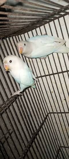 love birds pair for sale