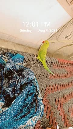 male and female hand tame parrot  pair available