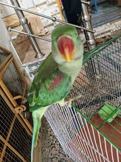 raw parrot For sale