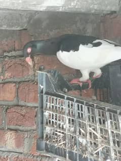 Black danish Magpie breeder male