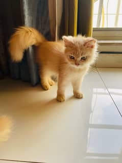 persian kitten for sale