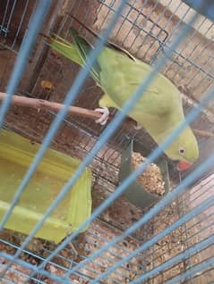 green parrot for sale