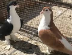 15 sherazi pigeons for sale