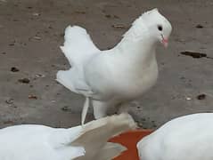 Pure white Fancy Pigeon for sale