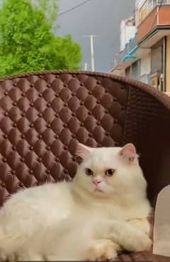 Persian double court cat
