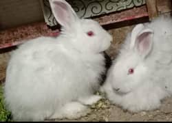 Angoora rabbits for sale 
Age 1 year plus 
Female is pregnant