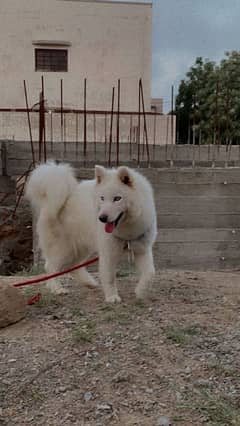 siberian husky white colour